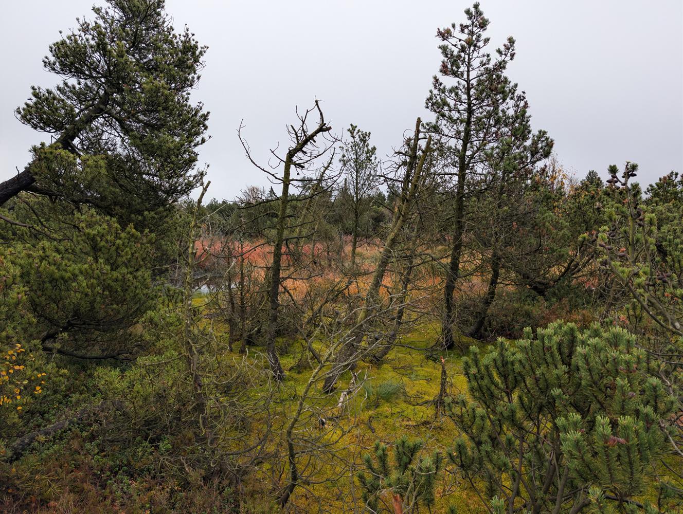 PXL_20261010_115851011.jpg