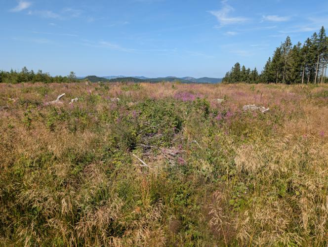 PXL_20260725_083644722.jpg