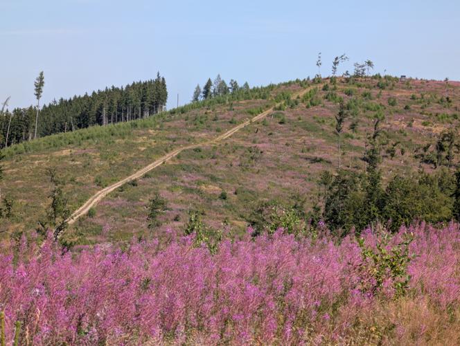 Briloner Kammweg