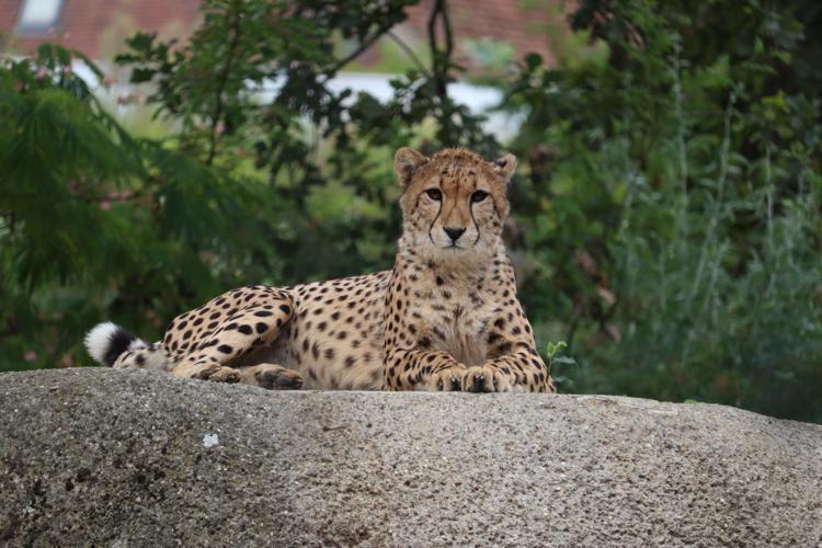 Zoo Basel
