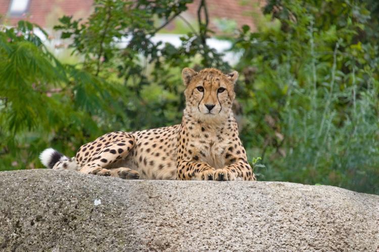 Zoo Basel