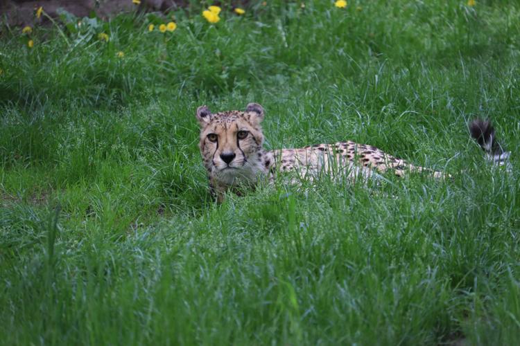 Zoo Dresden